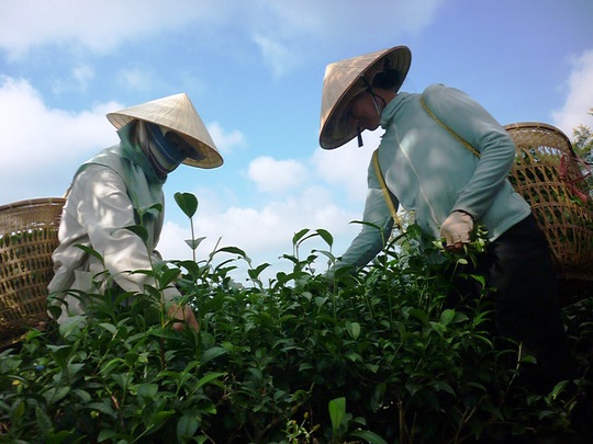 Ngành chè Việt Nam đang gặp rất nhiều khó khăn.