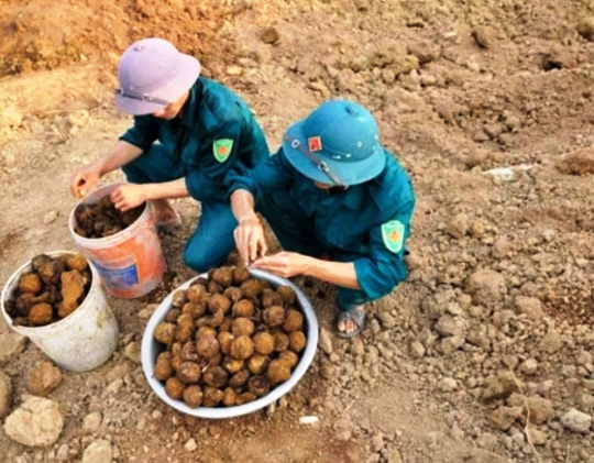 
Những viên bom bi lộ thiên sau mưa được thu gom. Ảnh Nhạc Phi
