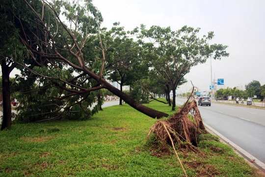 
Cây ngã trên đại lộ Võ Văn Kiệt
