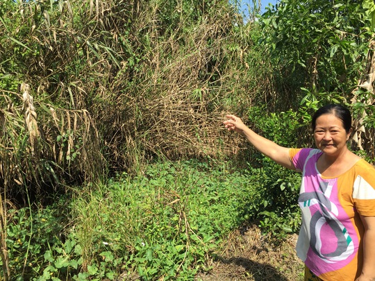 Cỏ, lau sậy mọc um tùm trong vườn của người dân nằm trong quy hoạch dự án khu hành chính và Trung tâm TDTT quận Bình Thủy, TP Cần Thơ