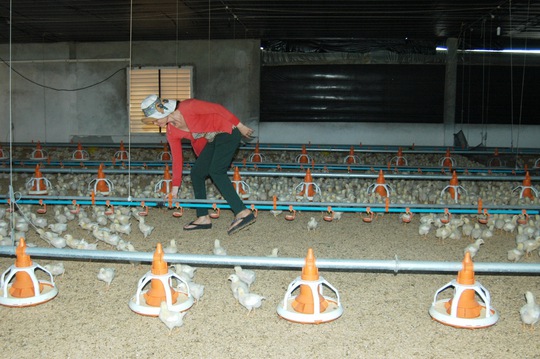 Người nuôi gà ở Đồng Nai đang điêu đứng vì giá bán xuống thấp