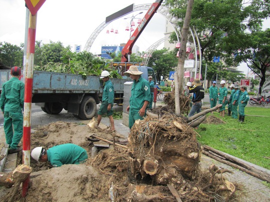 Công nhân Công ty Công viên Cây xanh Đà Nẵng trồng lại những cây bị ngã đổ
