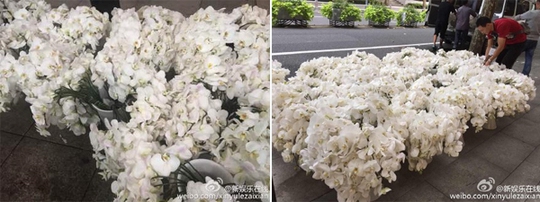 Hoa lan trắng được chuẩn bị sẵn