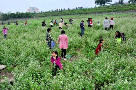 Cánh đồng hoa tam giác mạch ở Hà Nội bị nhiều bạn trẻ giày xéo, “tự sướng” chỉ để chụp vài tấm hình đăng Facebook!