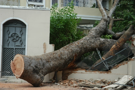 
Cây ngã đè sập tường rào
