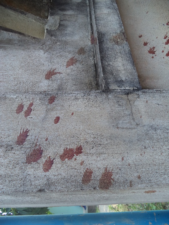 Vệt máu nạn nhân bị đâm chết trước cổng nhà
