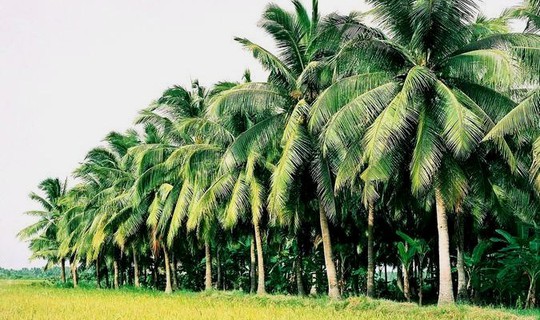 
Cây dừa chỉ nên trồng ven kênh rạch ở những nơi không có đường ven kênh, ít người qua lại tại TP HCM (Ảnh: Internet)
