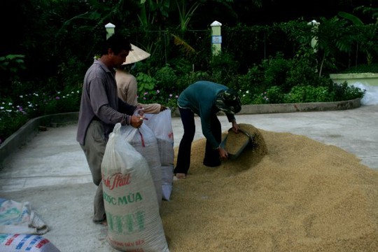 Lâu nay, dù nông dân trồng giống lúa gì đi nữa, các thương lái mua về thường trộn chung lẫn nhau trước khi bán cho các công ty lương thực, nên gạo Việt Nam xuất khẩu chủ yếu là sản phẩm có chất lượng trung bình, giá không cao - Ảnh: Ngọc Hùng