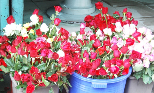 Hoa hồng Đà Lạt có giá phổ biến từ 10.000 - 15.000 đồng/bông vào sáng 20-10
