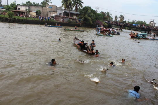
Sau giải đua thuyền là trò chơi bắt vịt, cả trăm con vịt được thả xuống sông
