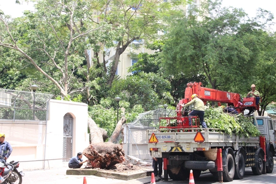 
Toàn bộ thân cây đổ xuống khuôn viên Tổng Lãnh sự quán Nga tại TP HCM khiến vách tường sập đổ.
