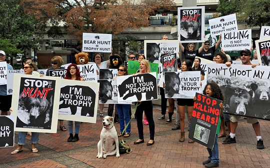 Những người phản đối chiến dịch săn gấu đen biểu tình ở Jacksonville. Ảnh : AP