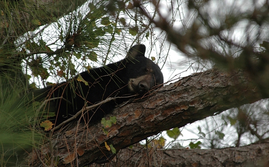 Gấu đen Florida. Ảnh: Reuters