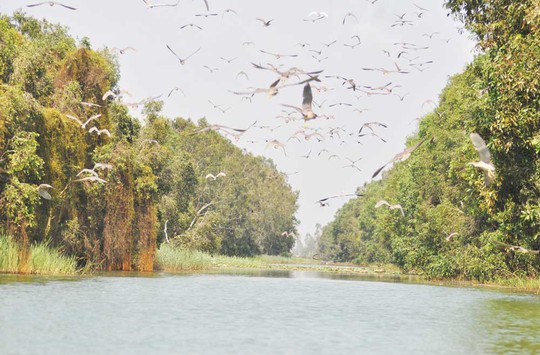
Khu bảo tồn Đất ngập nước Láng Sen vừa được công nhận là Khu Ramsar thứ 2227 của thế giới
