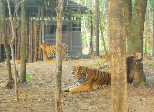 
Khu vực dành riêng cho hổ Bengal.
