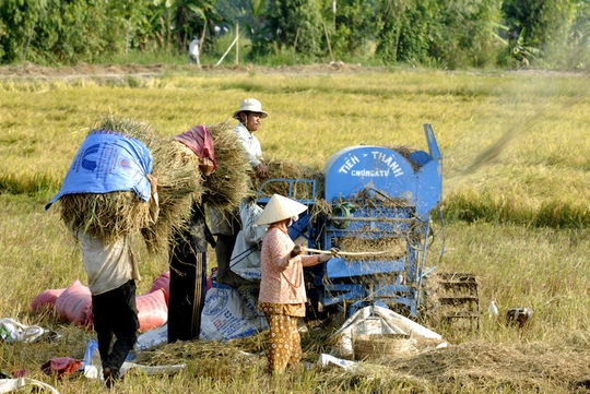 
Mặn sẽ xâm nhập sớm nên ĐBSCL cần chủ động nguồn nước để phục vụ tưới tiêu cho vụ đông xuân. Ảnh: Ngọc Trinh
