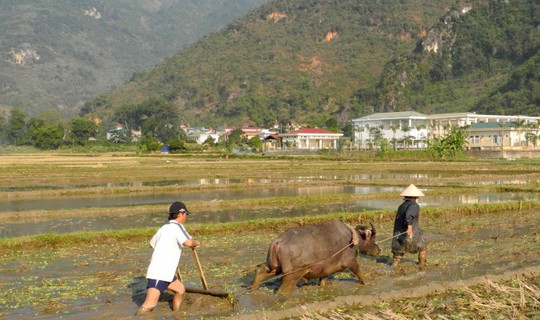 
Kiếm đủ ăn trên cánh đồng của mình vẫn còn là điều khó khăn với người nông dân. Ảnh: Thanh Lê
