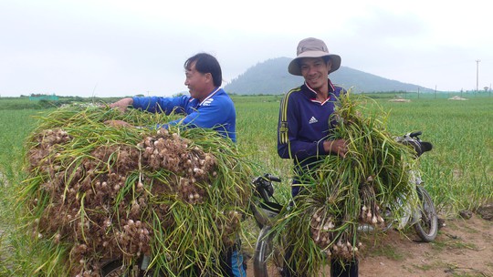 
Nông dân Lý Sơn thu hoạch hành tím.
