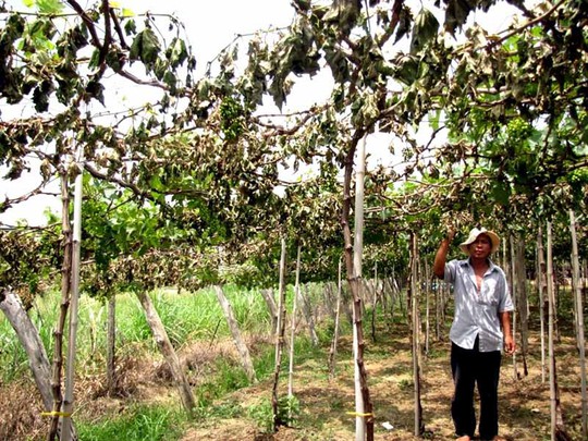 
Vườn nho nhà ông Trương Tấn Tâm (huyện Ninh Phước, tỉnh Ninh Thuận) bị đầu độc đang héo úa, chết dần.

Ảnh: Lê Trường
