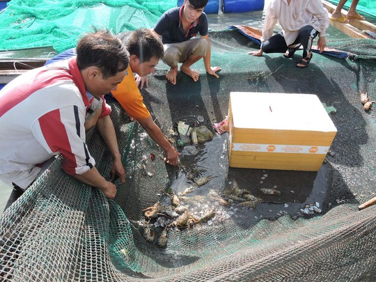 
Các hộ nuôi tôm lo lắng vì tôm hùm chết hàng loạt.
