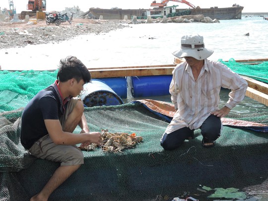 
Người nuôi tôm đứng trước nguy cơ trắng tay vì tôm hùm chết hàng loạt chưa rõ nguyên nhân.
