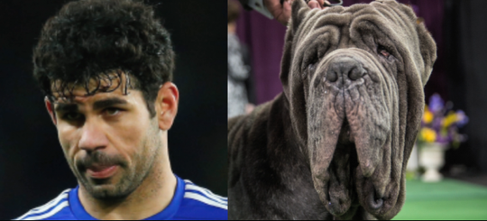 Tiền đạ Costa (Chelsea) có nét tựa chú chó mặt xệ