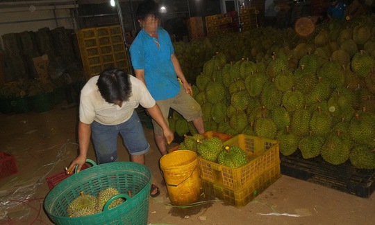 Công nhân cơ sở Sang Hương đang nhúng sầu riêng vào hóa chất