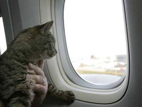Không ai cấm bạn cho mèo bú trên máy bay nhưng hãy tôn trọng hành khách xung quanh. Ảnh: CATS GURU