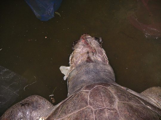 
Trên đầu xác rùa có vết thương còn dính vết máu đỏ tươi
