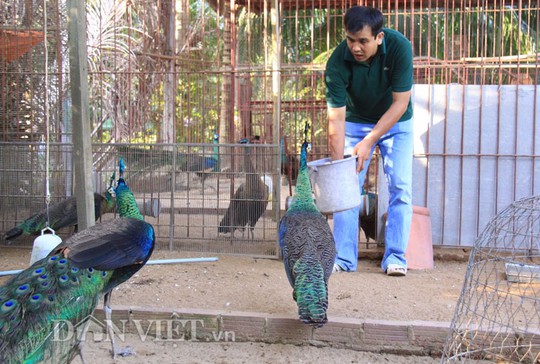 
Là người nuôi công, anh Tuấn có thể cho công sinh sản như các loại gia cầm khác nuôi trong nhà như gà, vịt. Chuồng cho công phải rộng và kiên cố vì công đực rất hung dữ.
