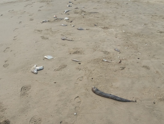 Cá chết rải rác tiếp tục được phát hiện vào sáng ngày 27-4
