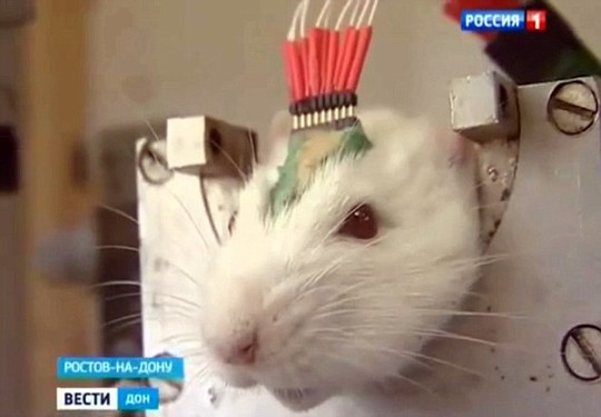 Các nhà khoa học Nga đã cấy vi mạch để theo dõi sóng não của những con chuột trong phòng thí nghiệm. Ảnh: DAILY MAIL