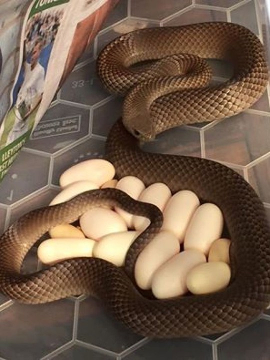 Con rắn cái và 14 quả trứng bên dưới tủ lạnh. Ảnh: Facebook