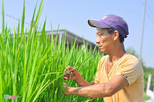 
Người có cách làm sáng tạo là anh Ngô Văn Sơn (45 tuổi, ngụ ấp Vĩnh Hiệp, xã Tân Bình, huyện Vĩnh Cửu, Đồng Nai).
