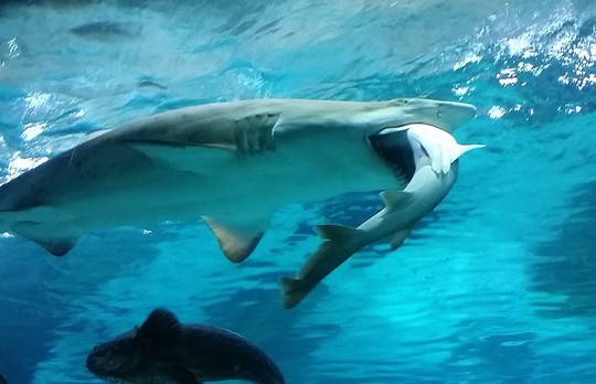 Con cá mập cái mất 21 giờ để nuốt đồng loại vào bụng. Ảnh: EPA
