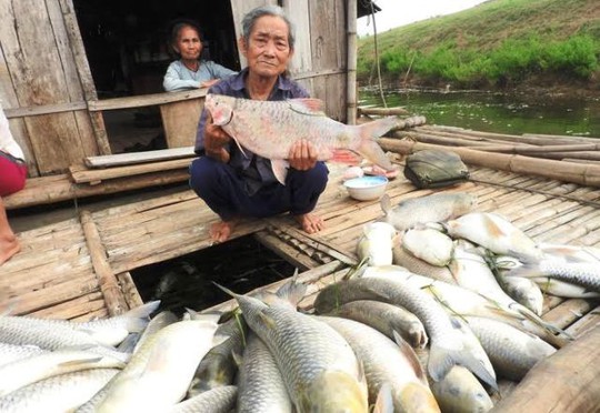 
Người dân nuôi cá lồng trên sông Bưởi ở Thanh Hóa chịu thiệt hại nặng do cá chết hàng loạt
