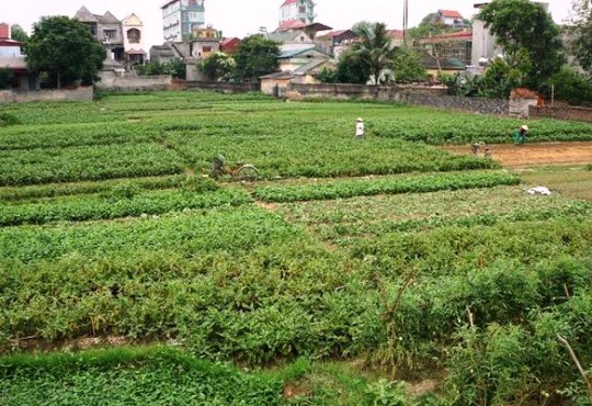 
Cánh đồng rau thôn 3, xã Vĩnh Thành, nơi phóng viên VTV về dàn dựng, quay phóng sự Cây chổi quét rau sai sự thật
