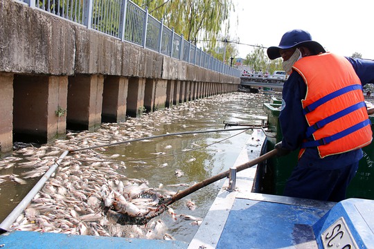 Thu gom cá chết trên kênh Nhiêu Lộc - Thị Nghè vào chiều 17-5 Ảnh: Quốc Chiến