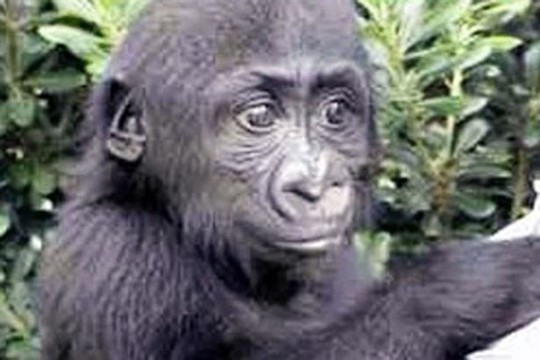 Harambe là một chú khỉ đột hiền lành ngay từ hồi nhỏ. Ảnh: FACEBOOK