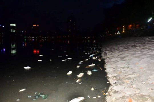 
Hiện tượng cá chết ở hồ Hoàng Cầu xuất hiện từ sáng 8-6 và kéo dài đến sáng nay 9-6
