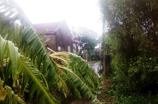 
Sau khi cơn bão đi qua ở huyện Hải Hậu (tỉnh Nam Định)
