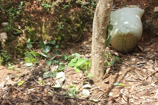 Hàng trăm gốc tiêu của gia đình bà Thanh bị kẻ xấu chặt phá bừa bãi