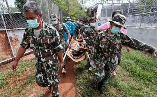 
Một con hổ bị gây mê được chuyển ra khỏi chùa Hổ. Ảnh: REUTERS
