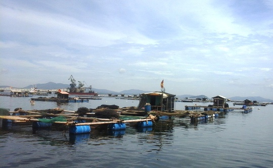 
Khu vực nuôi cá lồng của người dân xã Nghi Sơn - Thanh Hóa
