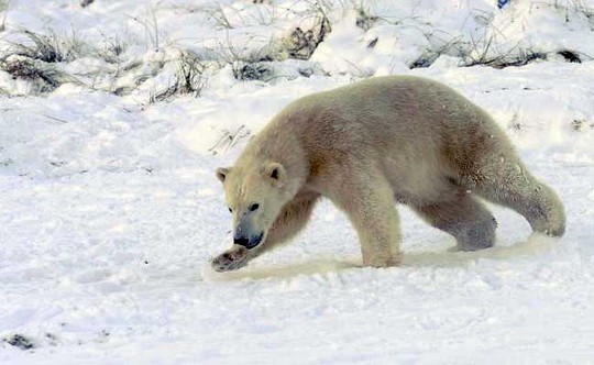 
Ít nhất 10 con gấu Bắc Cực đang trưởng thành bao vây các nhà khoa học Nga trên đảo Troynoy. Ảnh: THE WASHINGTON POST
