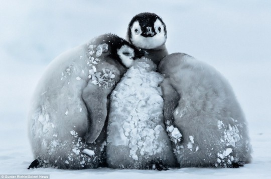 Bốn chú chim hoàng đế con tụ tập 1 chỗ nhằm chống chọi cái lạnh -24 độ C của Nam Cực. Ảnh: Daily Mail