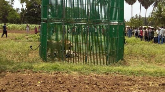 
Những con sư tử bị nhốt chờ điều tra. Ảnh: Prashant Dayal
