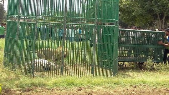 
Một số chuyên gia cho rằng chính sự bùng nổ số lượng sư tử ở khu bảo tồn Gir đã khiến chúng có “hành vi bất thường. Ảnh:Prashant Dayal

