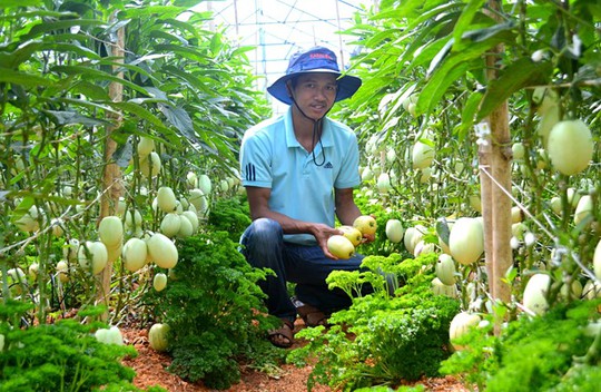 
Anh Nguyễn Định bên vườn dưa pepino của gia đình. Ảnh: Thạch Thảo.
