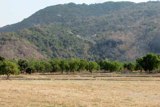 Vườn trâm dưới chân núi Tô- Ảnh: N.T.Đăng
